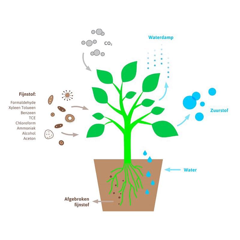 Luchtzuiverende kamerplanten - mix van 5