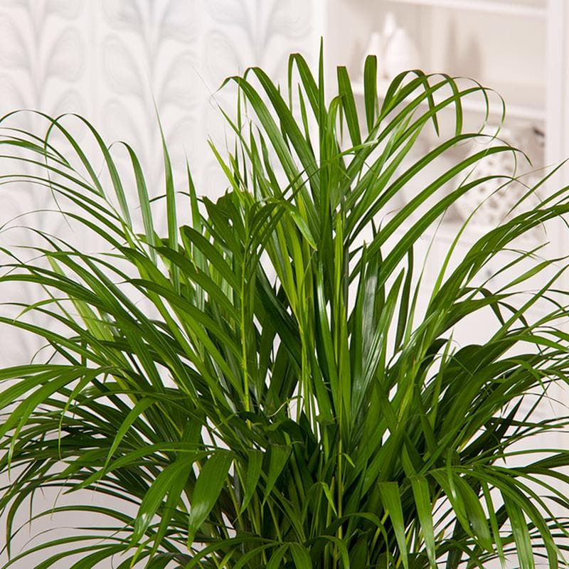 Luchtzuiverende kamerplanten - mix van 5