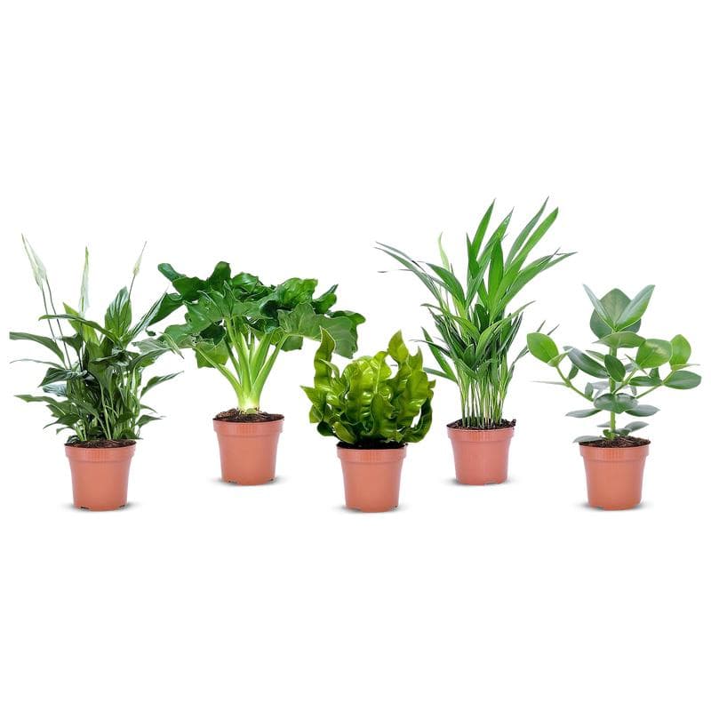 Luchtzuiverende kamerplanten - mix van 5