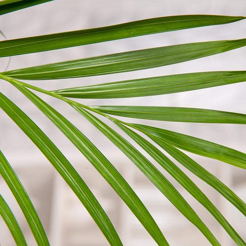 Luchtzuiverende kamerplanten - mix van 5