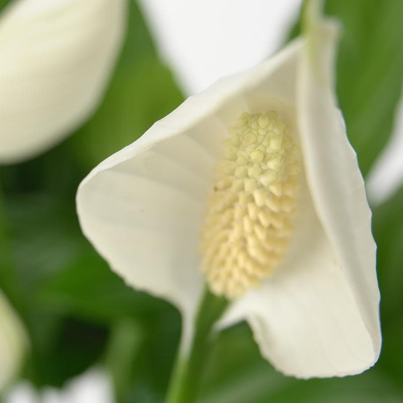 Luchtzuiverende kamerplanten - mix van 5