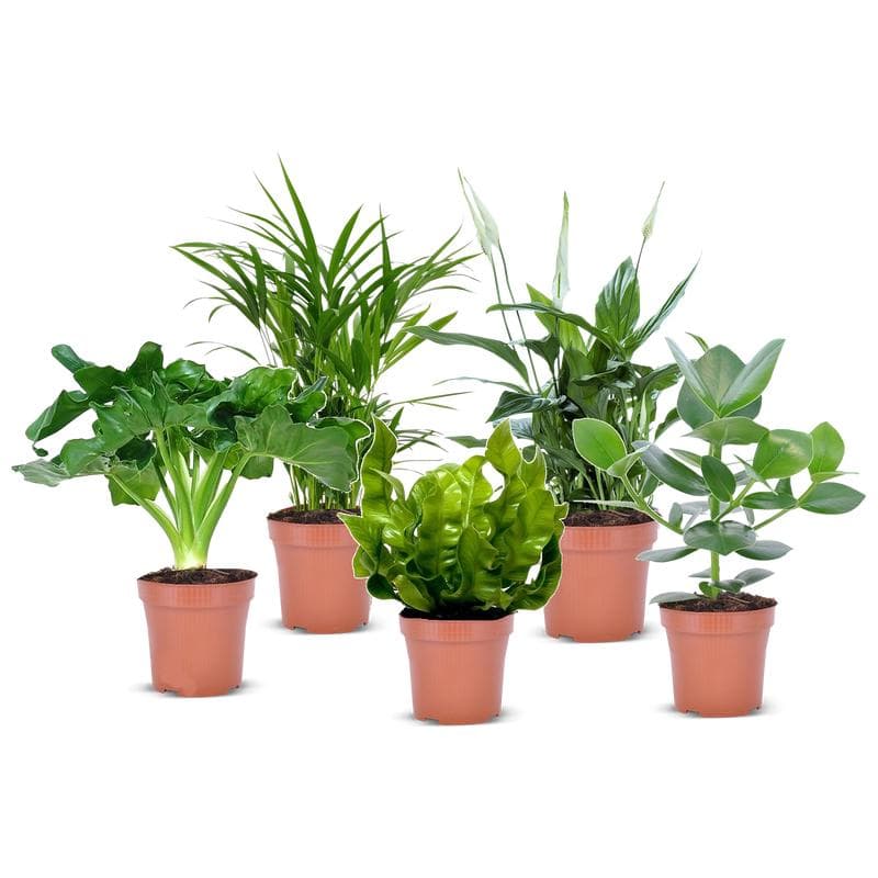 Luchtzuiverende kamerplanten - mix van 5