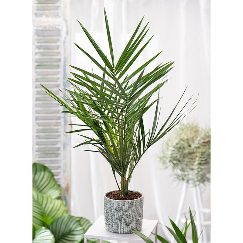 Canarische dadelpalmen XL - set van 2