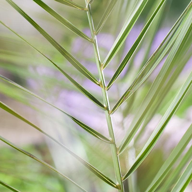 Canarische dadelpalmen XL - set van 2