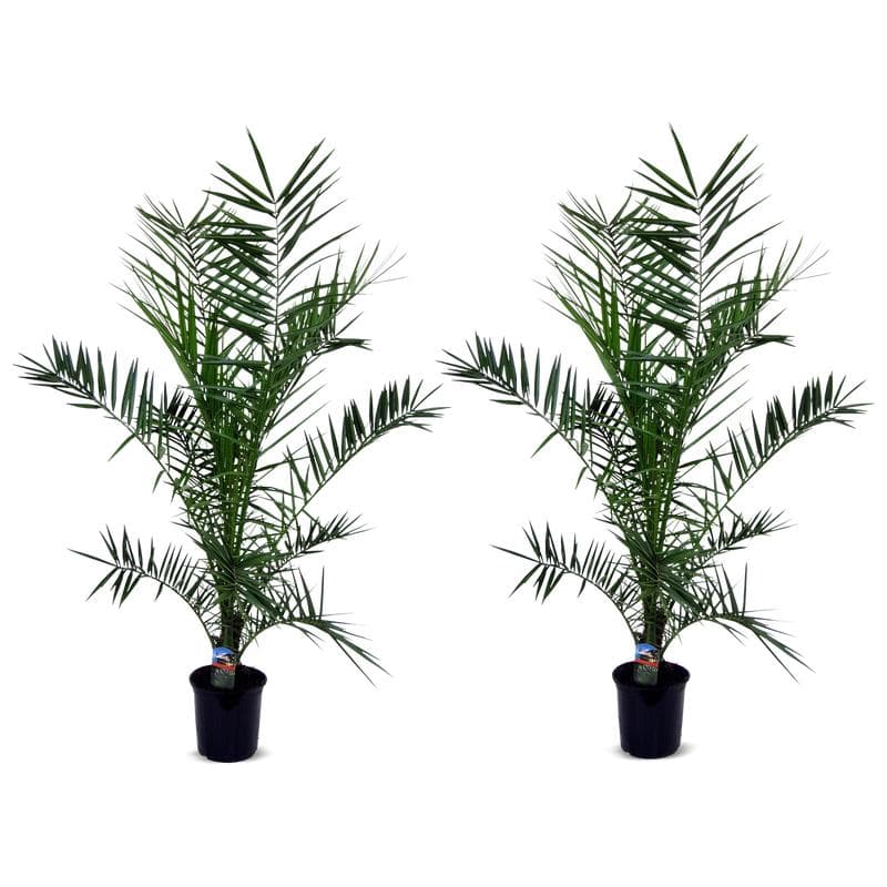 Canarische dadelpalmen XL - set van 2
