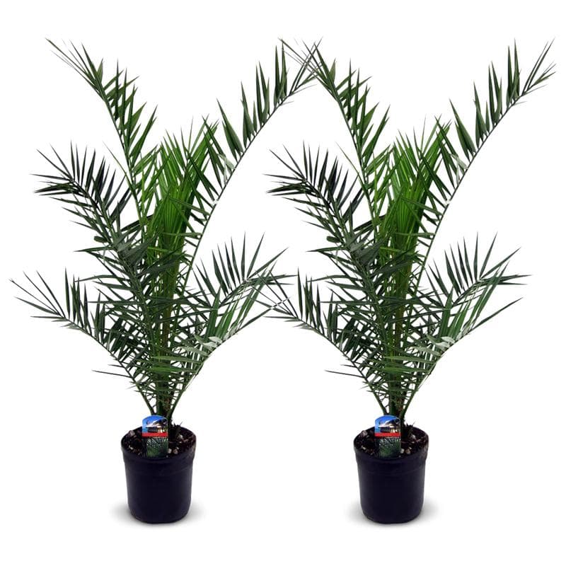 Canarische dadelpalmen XL - set van 2