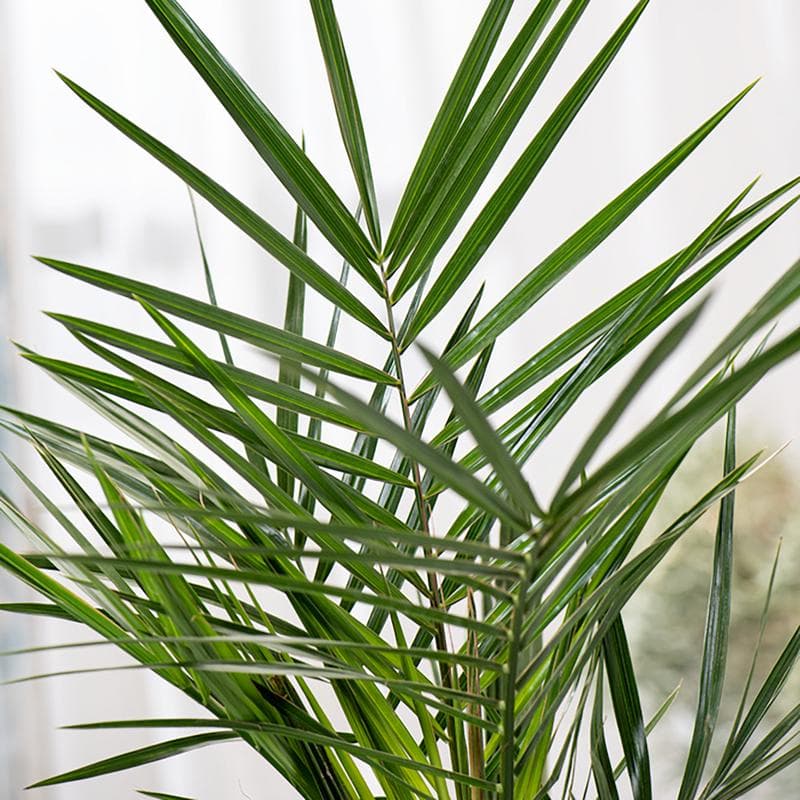 Canarische dadelpalmen XL - set van 2