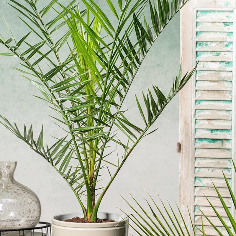 Canarische dadelpalmen XL - set van 2