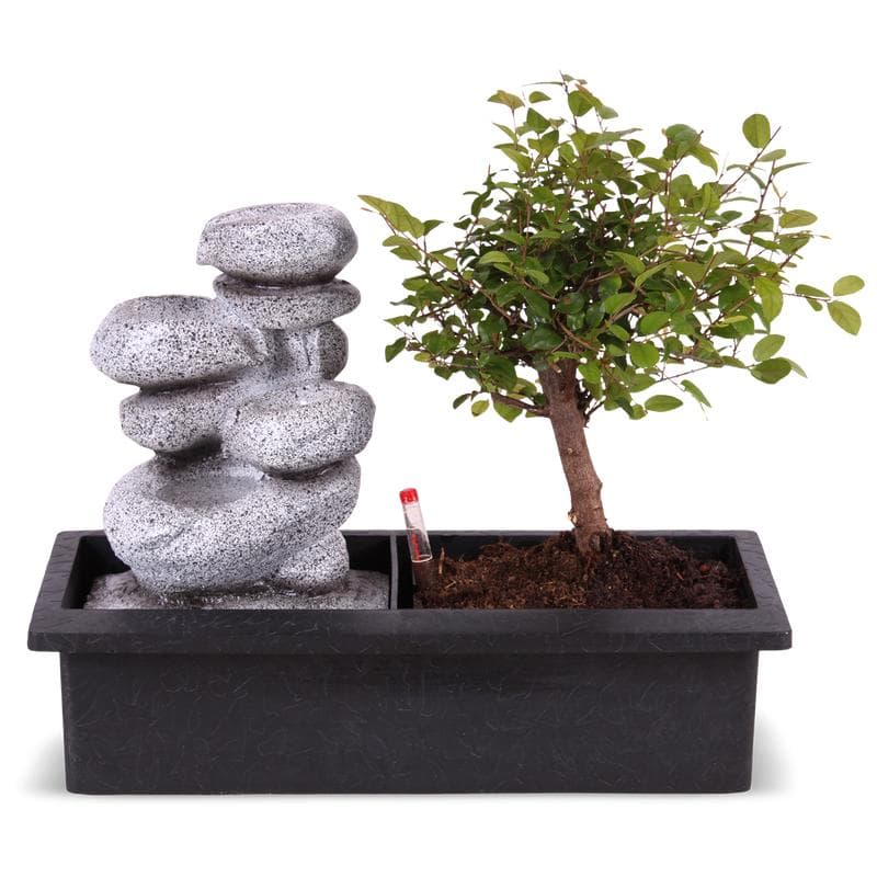 Bonsaiboompje met waterval