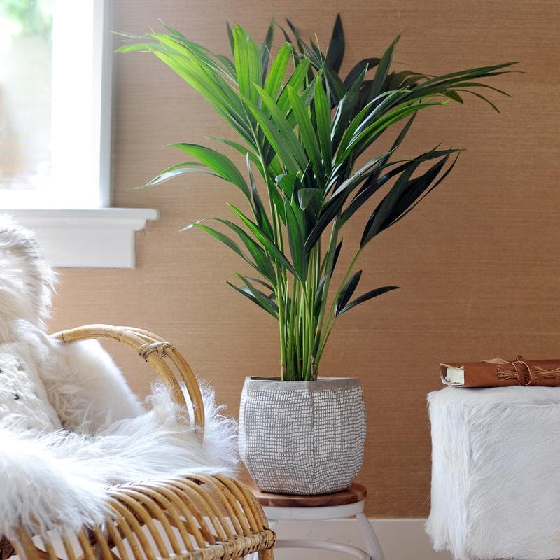 Kentia kamerpalm