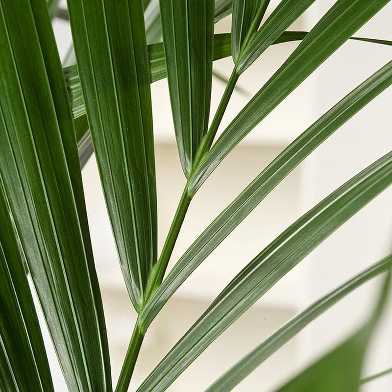 Kentia kamerpalm