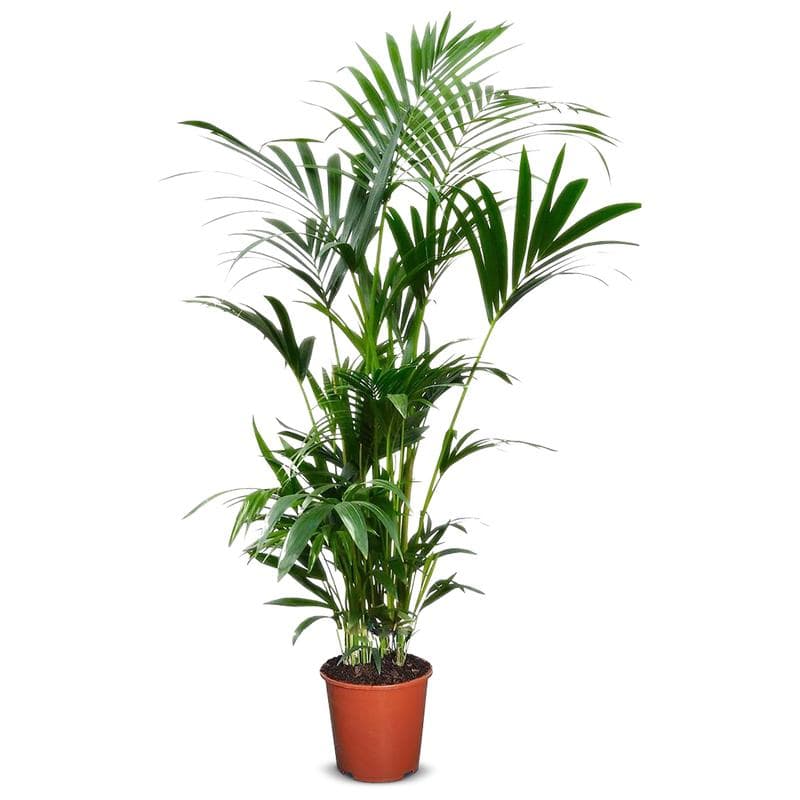 Kentia kamerpalm