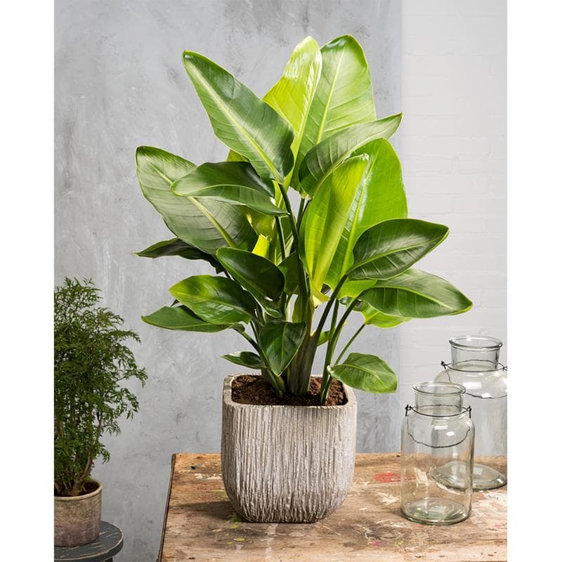Strelitzia Nicolai met mand