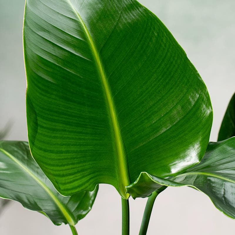 Strelitzia Nicolai met mand