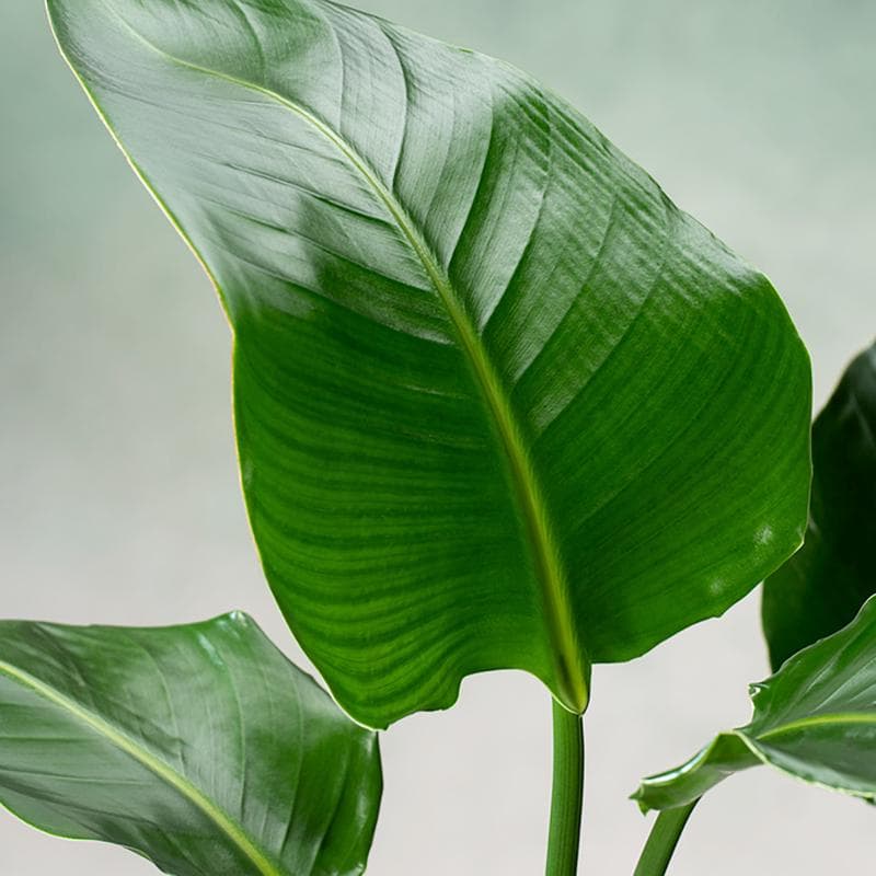 Strelitzia Nicolai met mand