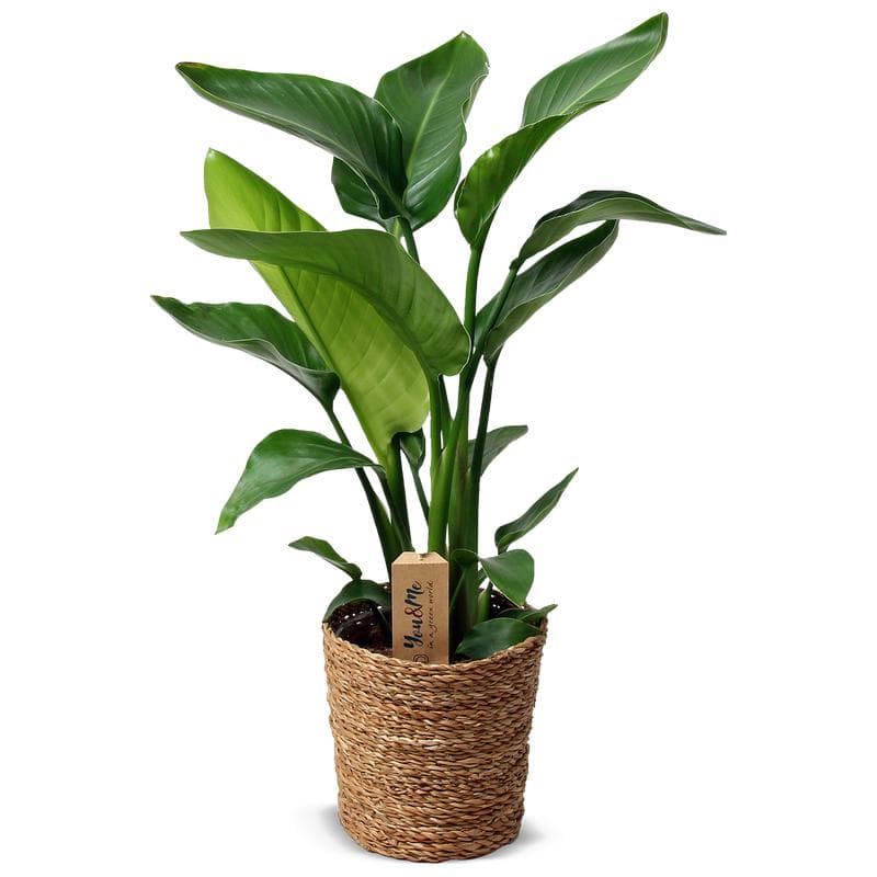 Strelitzia Nicolai met mand