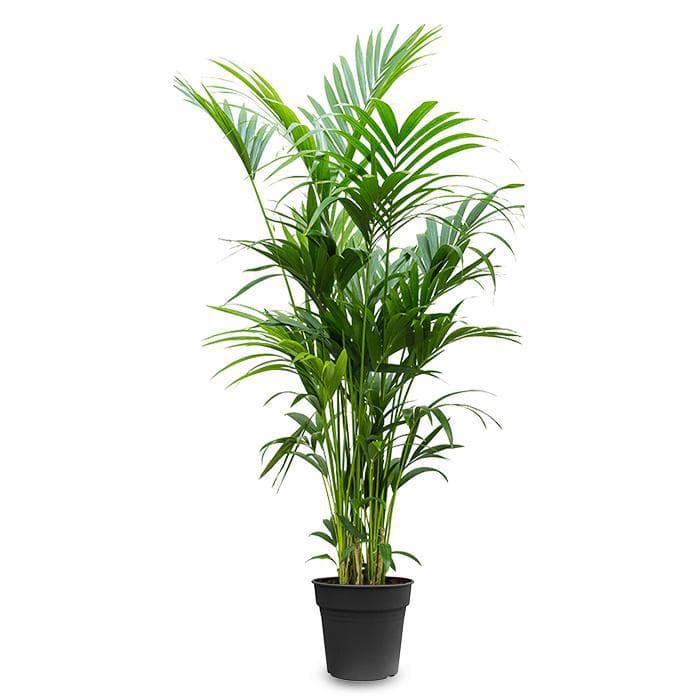 Palm plant