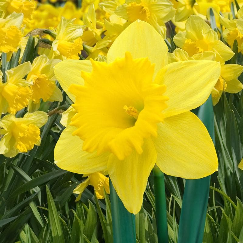 Mélange de bulbes à fleurs