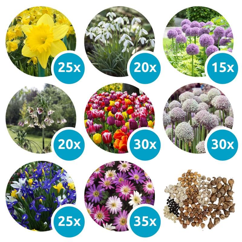 Mélange de bulbes à fleurs