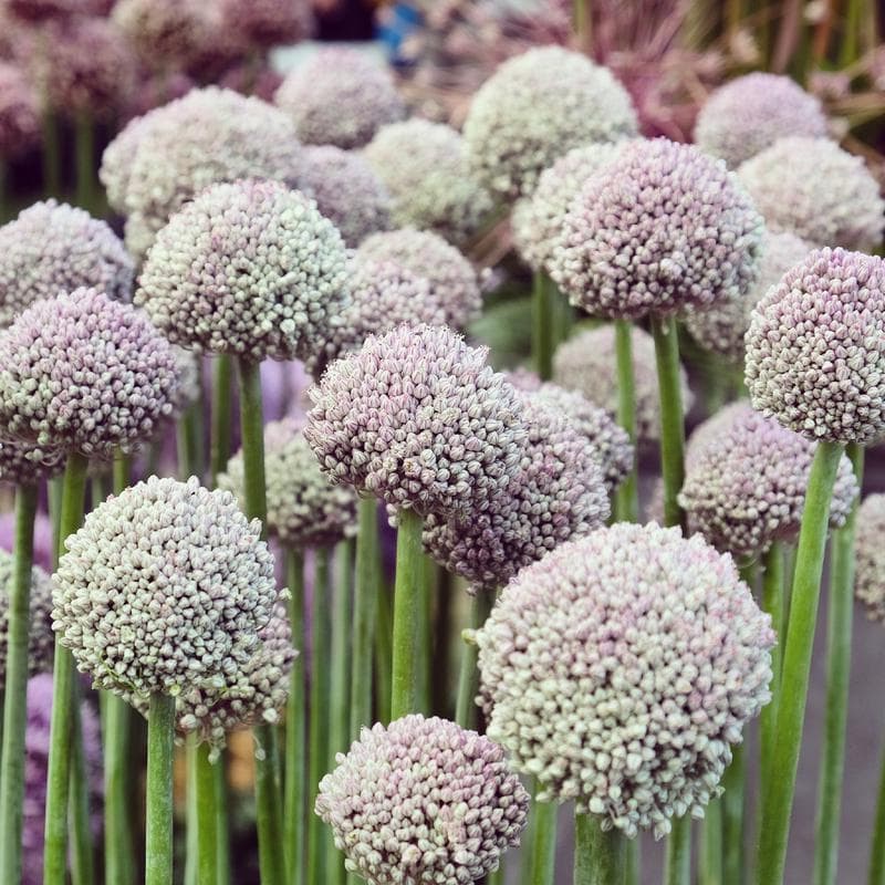 Mélange de bulbes à fleurs