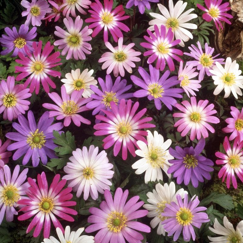 Mélange de bulbes à fleurs