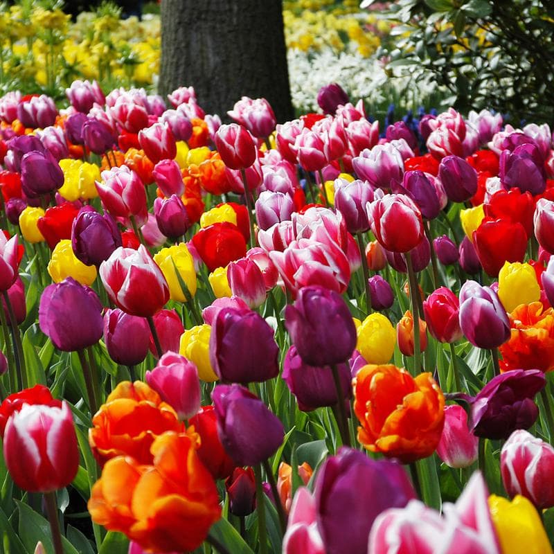 Mélange de bulbes à fleurs