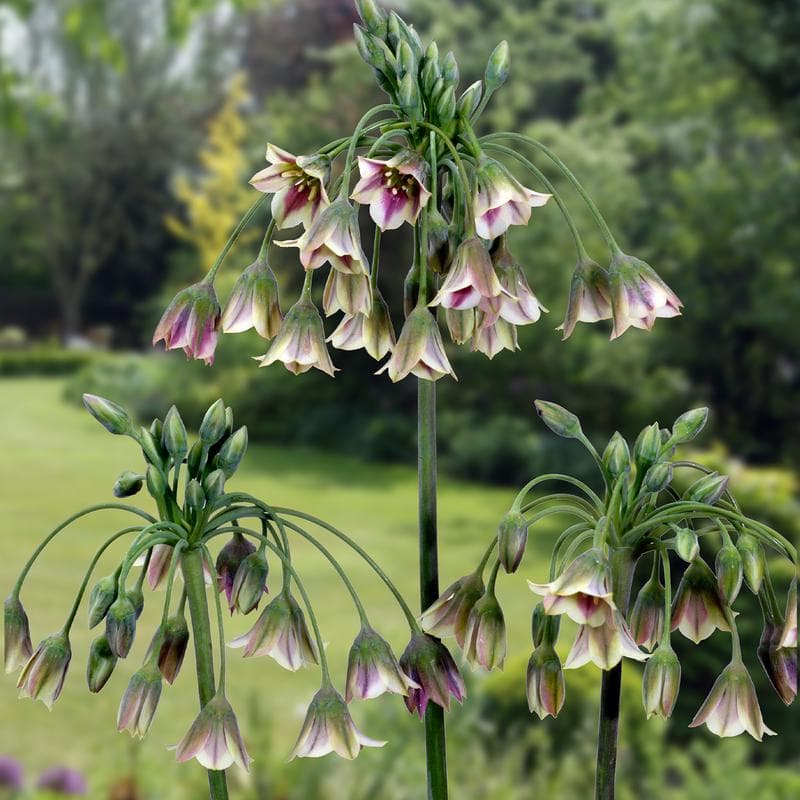 Mélange de bulbes à fleurs