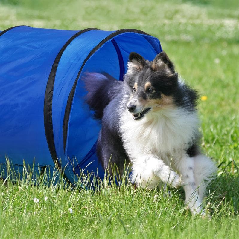Équipements d'agility pour chien
