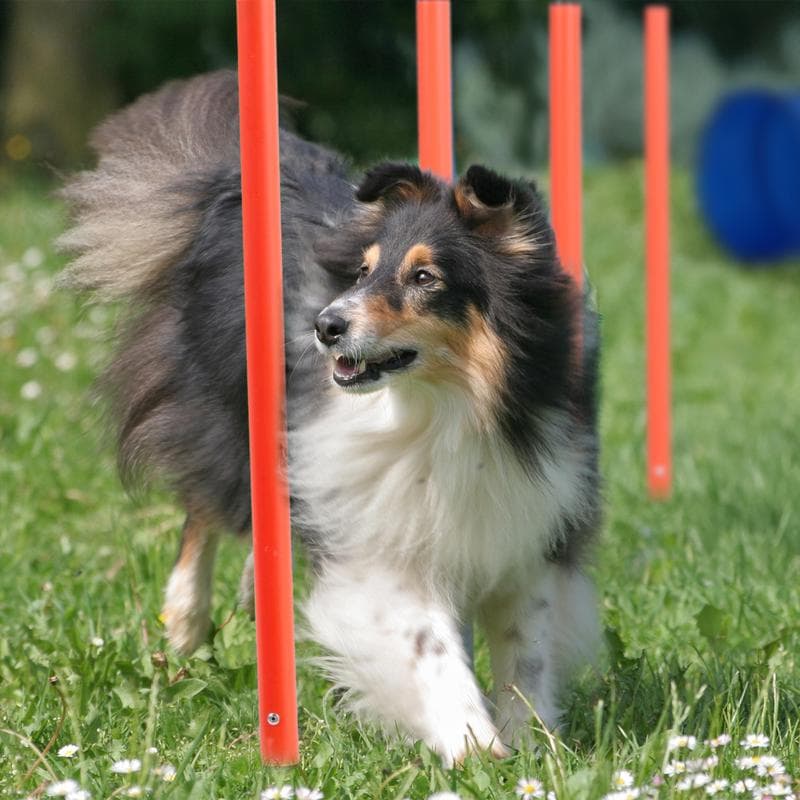 Équipements d'agility pour chien