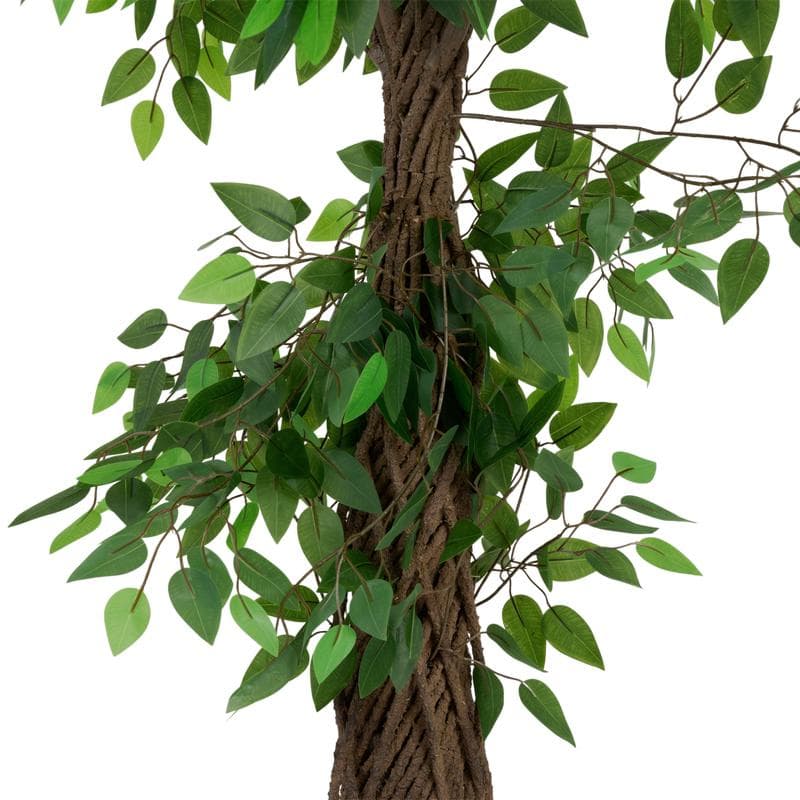 Grote kunstficus