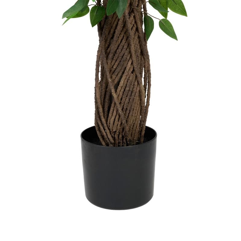 Grote kunstficus