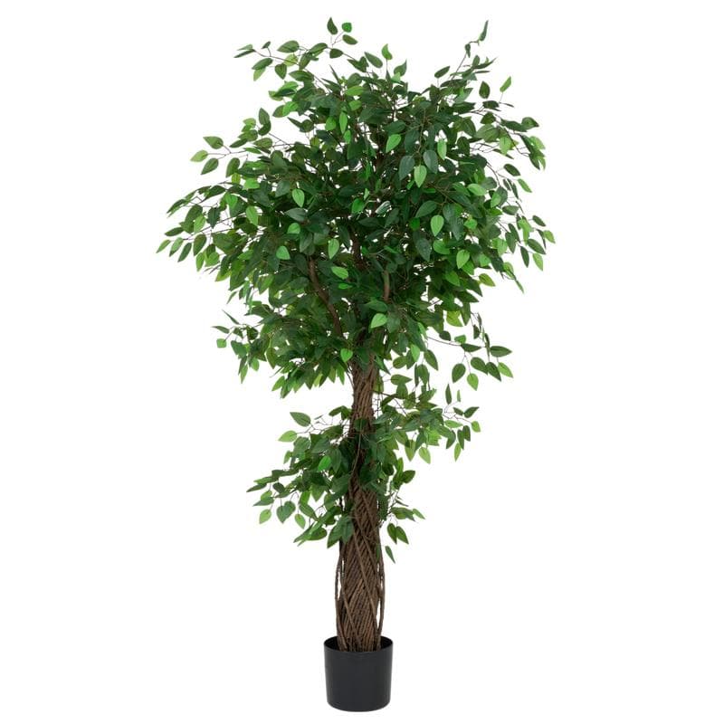 Grote kunstficus