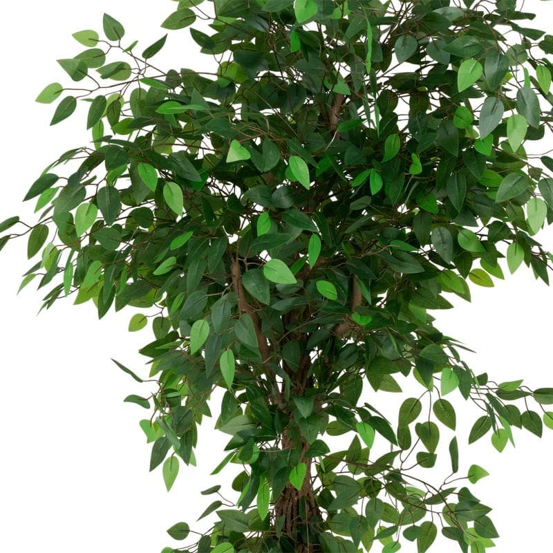 Grote kunstficus