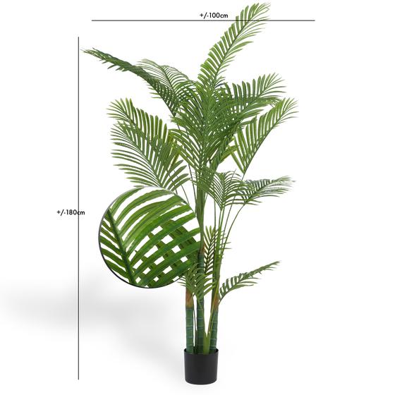 Dimensions du palmier