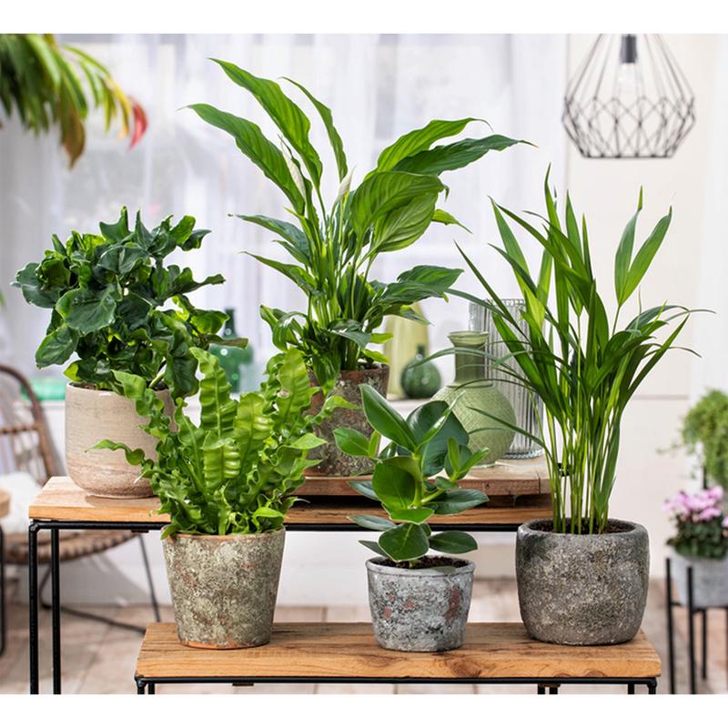 Luchtzuiverende kamerplanten mix van 5 sfeerfoto van alle planten bij elkaar