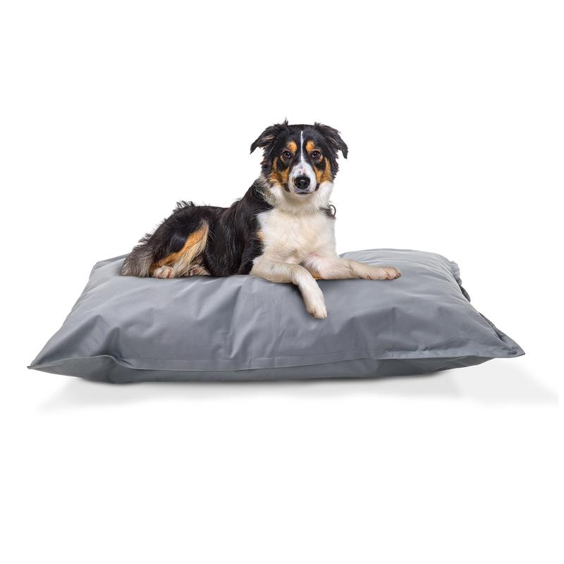Dog on the pet pillow